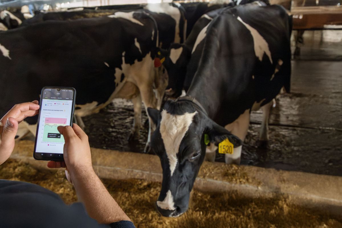 Cowmed prevê salto de 65% no faturamento com vendas de coleiras na pecuária
