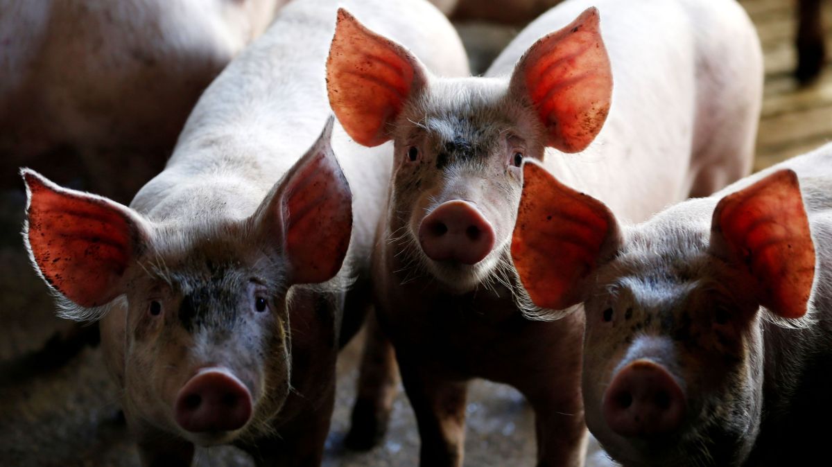 Dejeto suíno pode substituir fertilizante fosfatado na agricultura