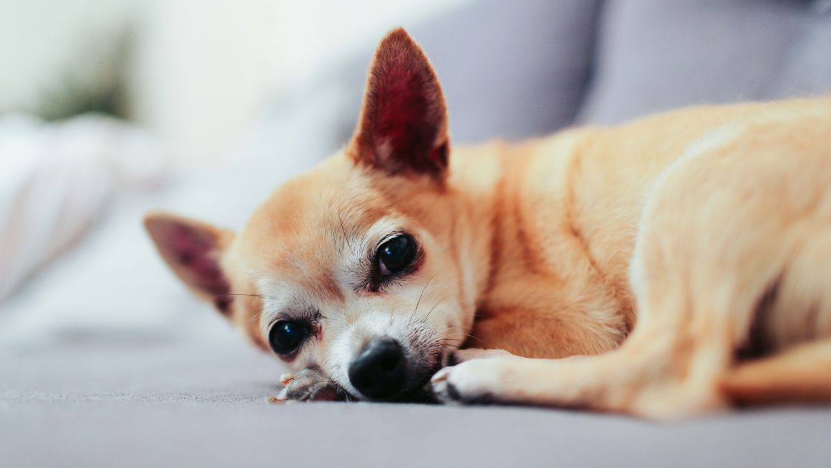 Empresa chinesa diz ter dispositivo capaz de “traduzir” sons de pets