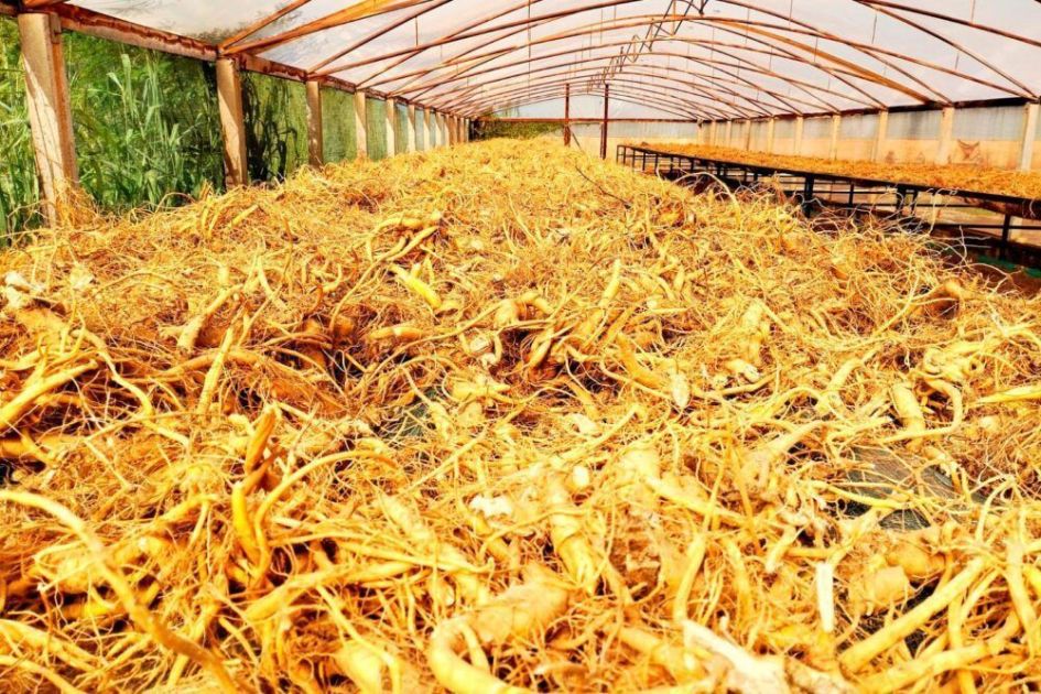 Ginseng de Querência do Norte conquista Indicação Geográfica inédita
