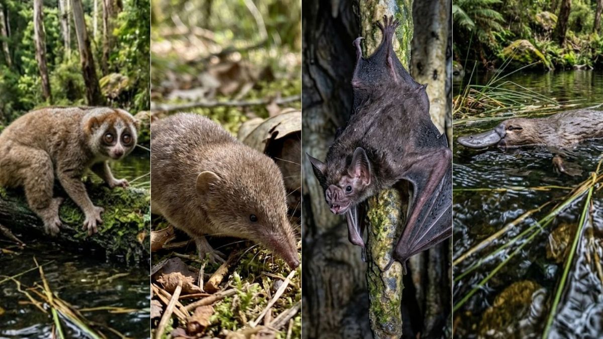 Mamíferos venenosos: conheça espécies que desafiam “lógica natural”