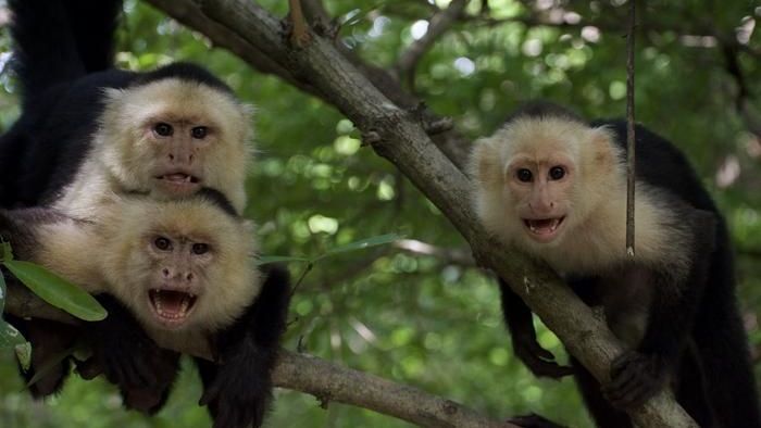 Mudanças climáticas estão alterando “amizades” de macacos, mostra estudo