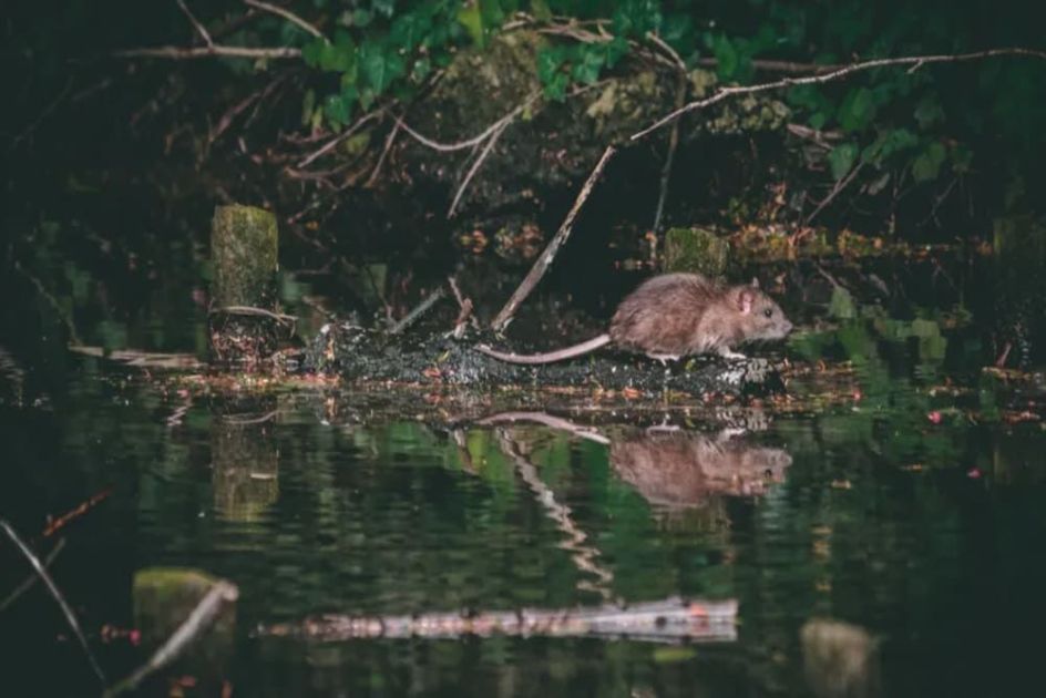 O que é hantavírus? Veja os sintomas após suspeita de surto em cruzeiro