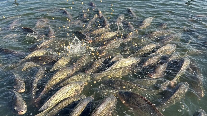 Peixe BR contesta inclusão da piscicultura em suspensão da União Europeia