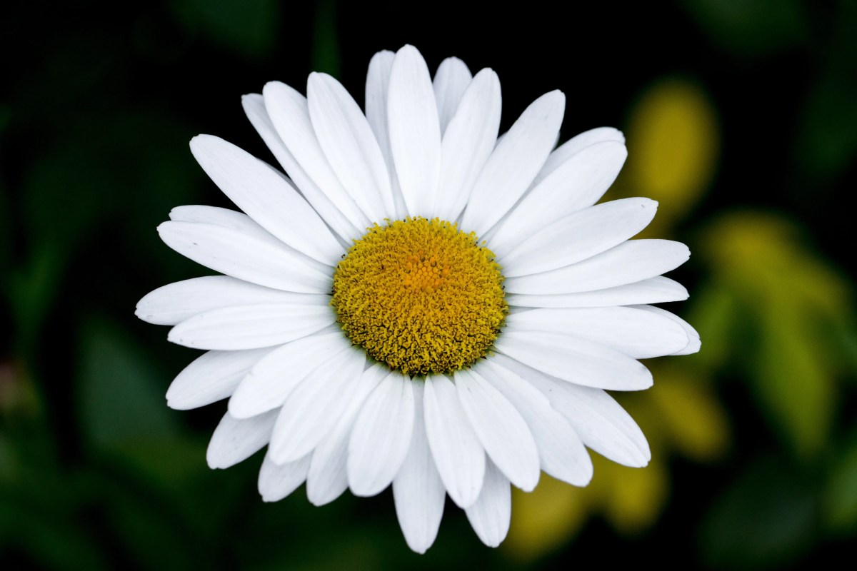 Qual sua flor de aniversário? Conheça a espécie que rege cada mês