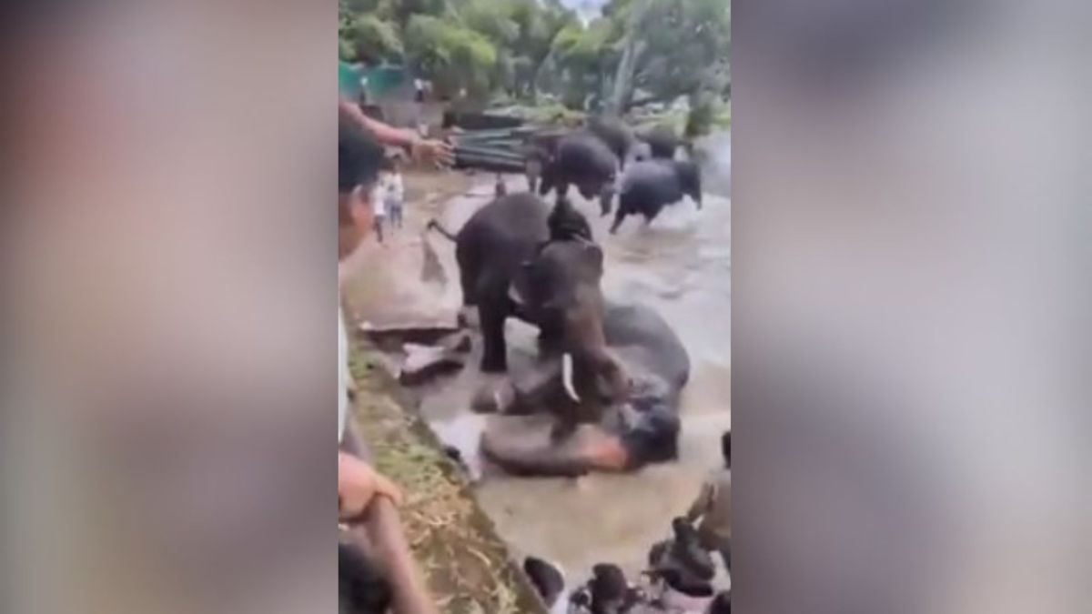 Turista morre pisoteada por elefantes na Índia