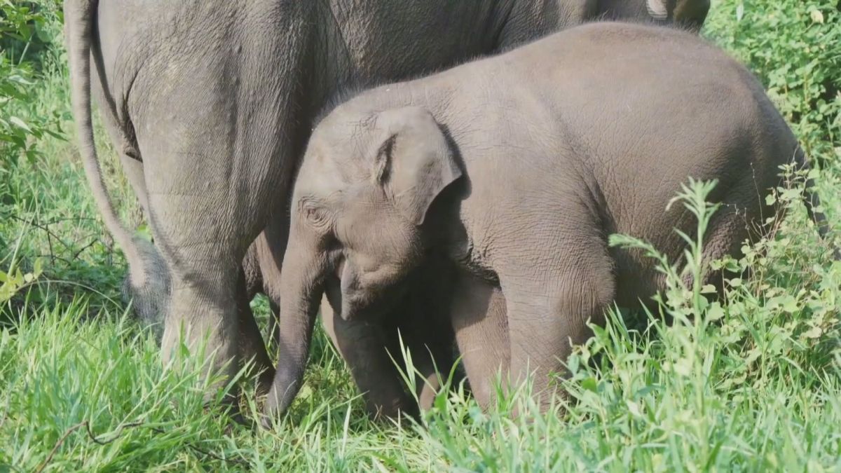 Vídeo: Elefante-asiático nasce com peso recorde na China