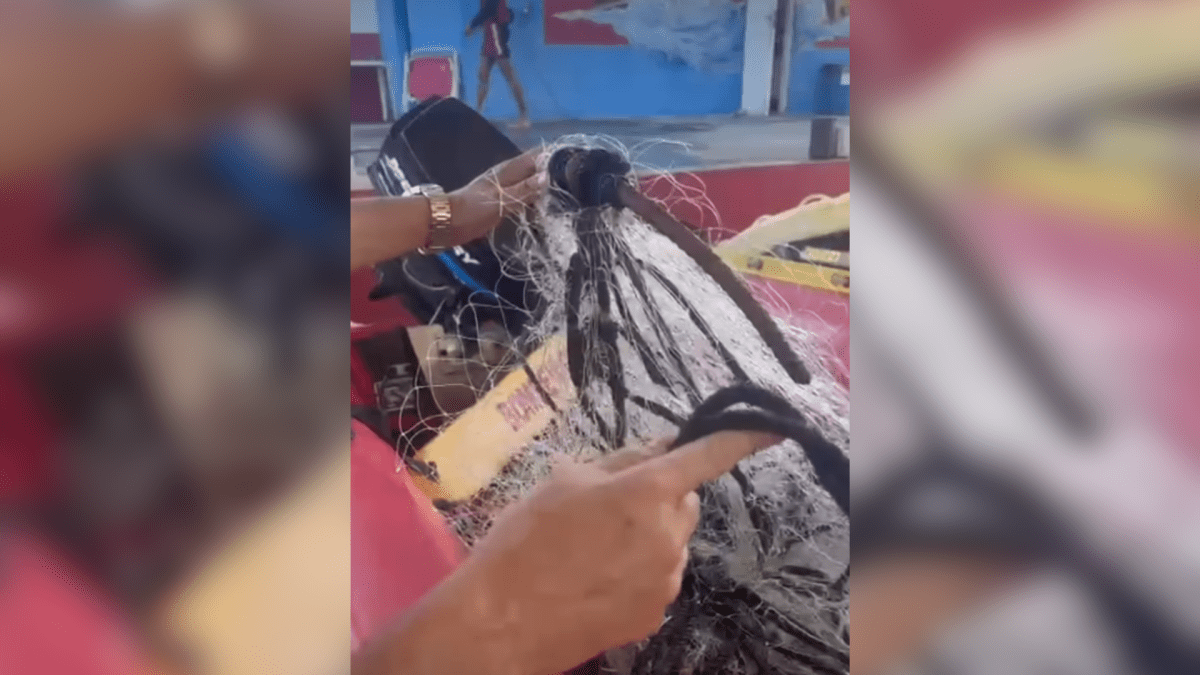 Baleia fica presa em rede e é resgata por bombeiros em no RJ; veja vídeo