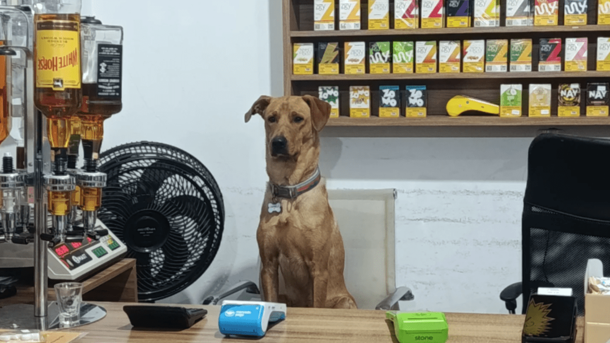 “Cão CLT”: animal viraliza após ajudar funcionários de mercado em SC