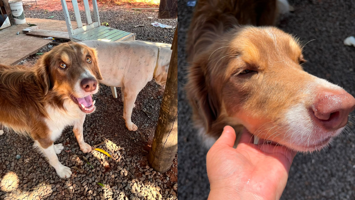 Cão comunitário é encontrado morto com sinais de maus-tratos em Caiuá (SP)