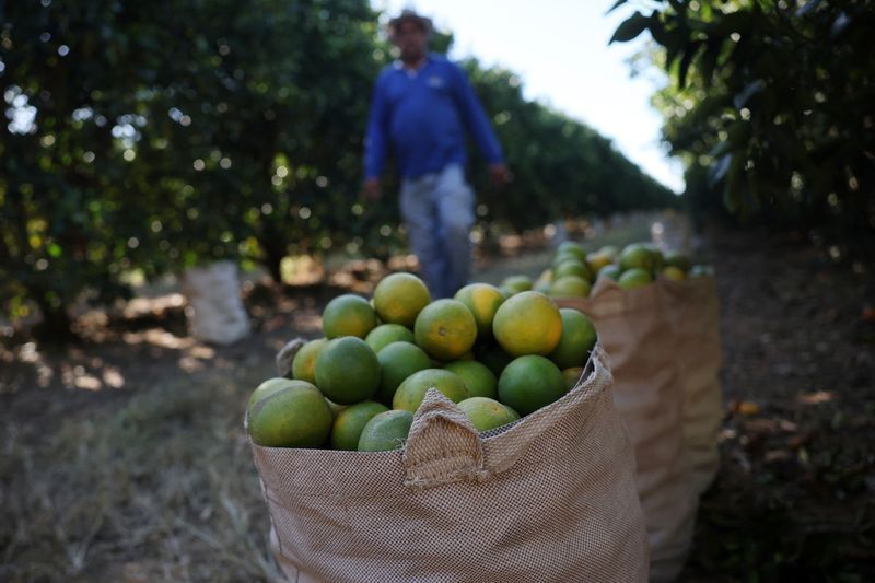 Fim da 6×1: Abisolo diz que PEC dificulta flexibilidade e prejudica o agro