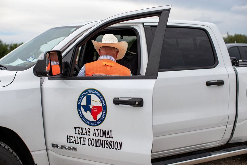 Pecuaristas do Texas estão em alerta após a detecção de parasita em bezerro