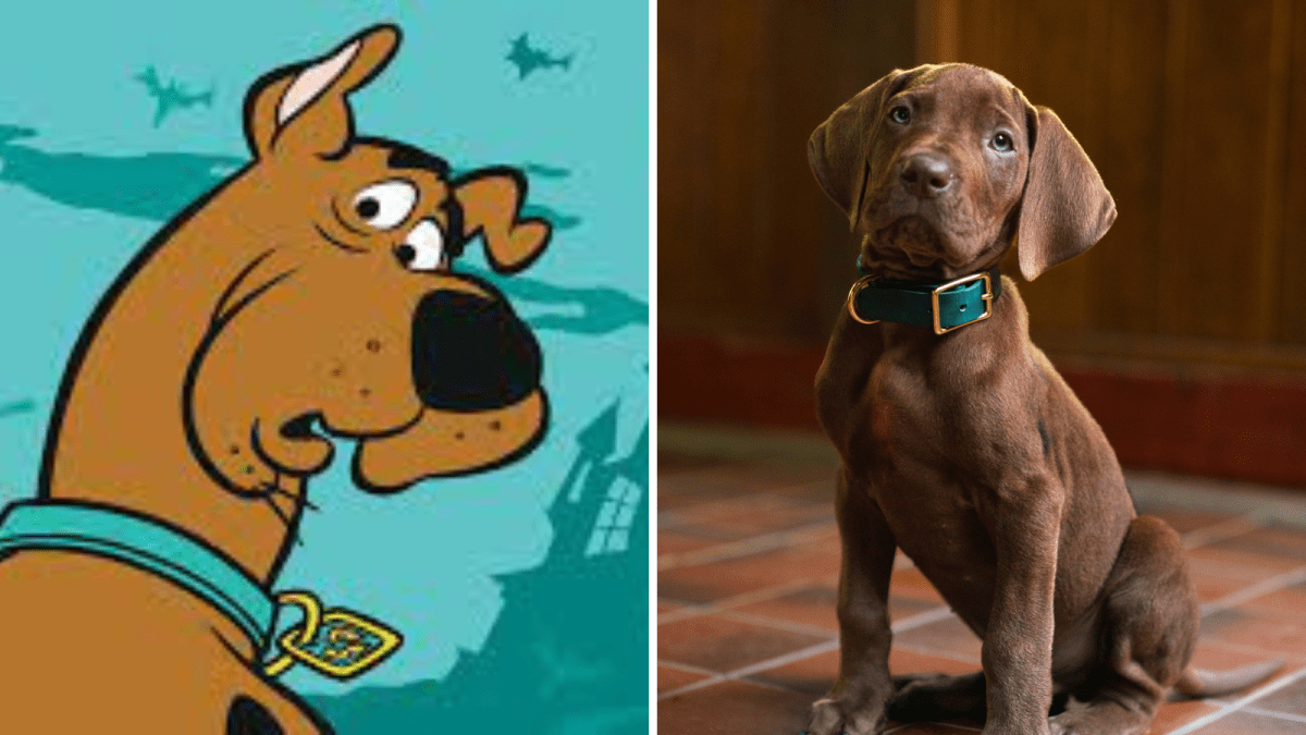 Scooby Doo na vida real: conheça a raça do cão icônico