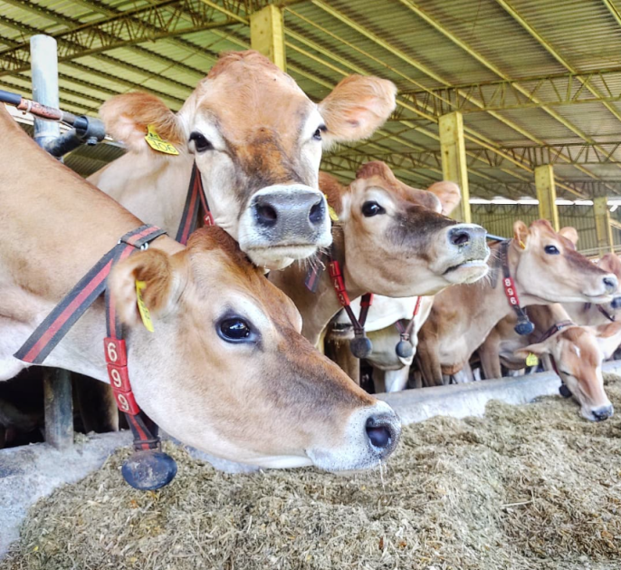 SRB quer análise sobre exclusão de carnes do Brasil na União Europeia