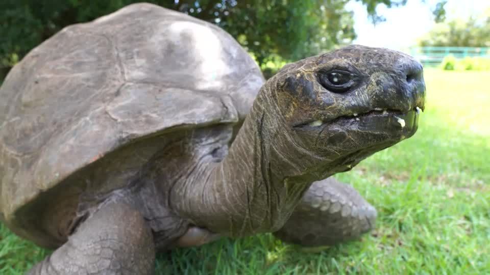 Tartaruga mais velha do mundo é ícone do Guinness World Record