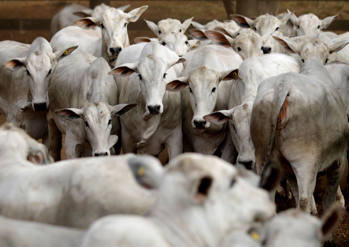 Uso de antimicrobianos em animais deve subir 30% até 2040