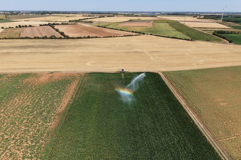 Brasil deve perder posto 2º exportador de milho para Argentina em 2025/26