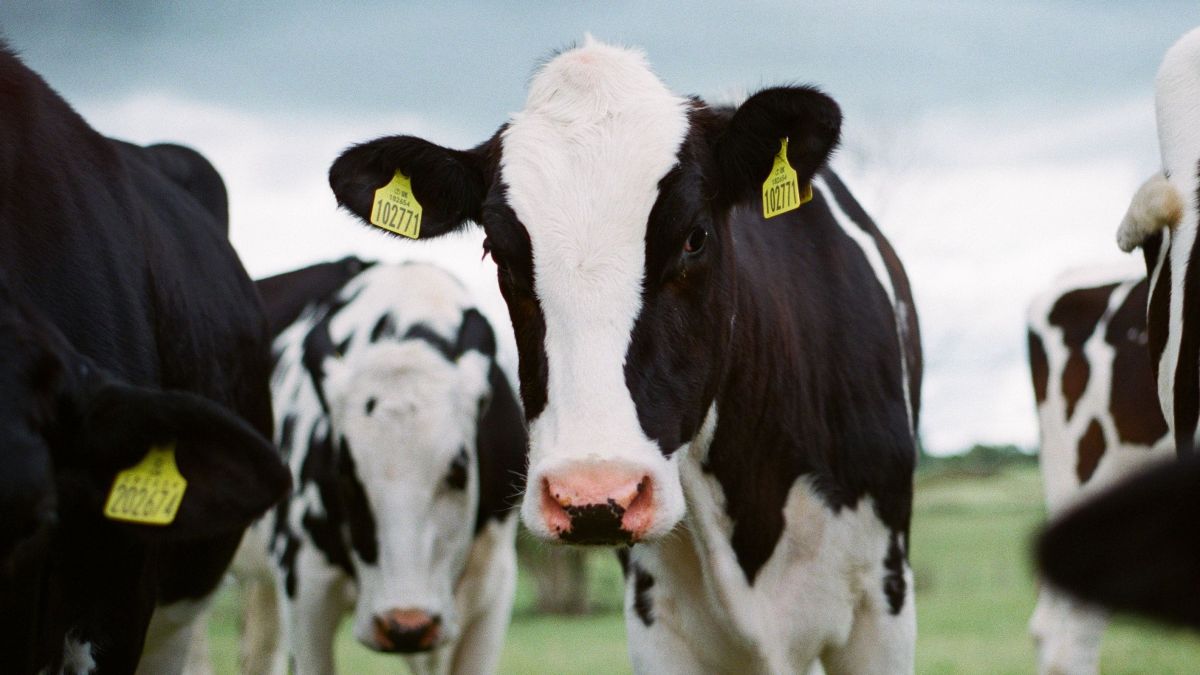 Brasil tenta abrir mercado de carne bovina na Coreia do Sul