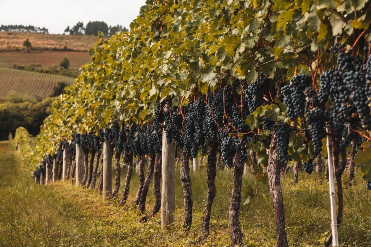 Chuvas atrasam colheita de uvas para vinhos de inverno em MG e SP