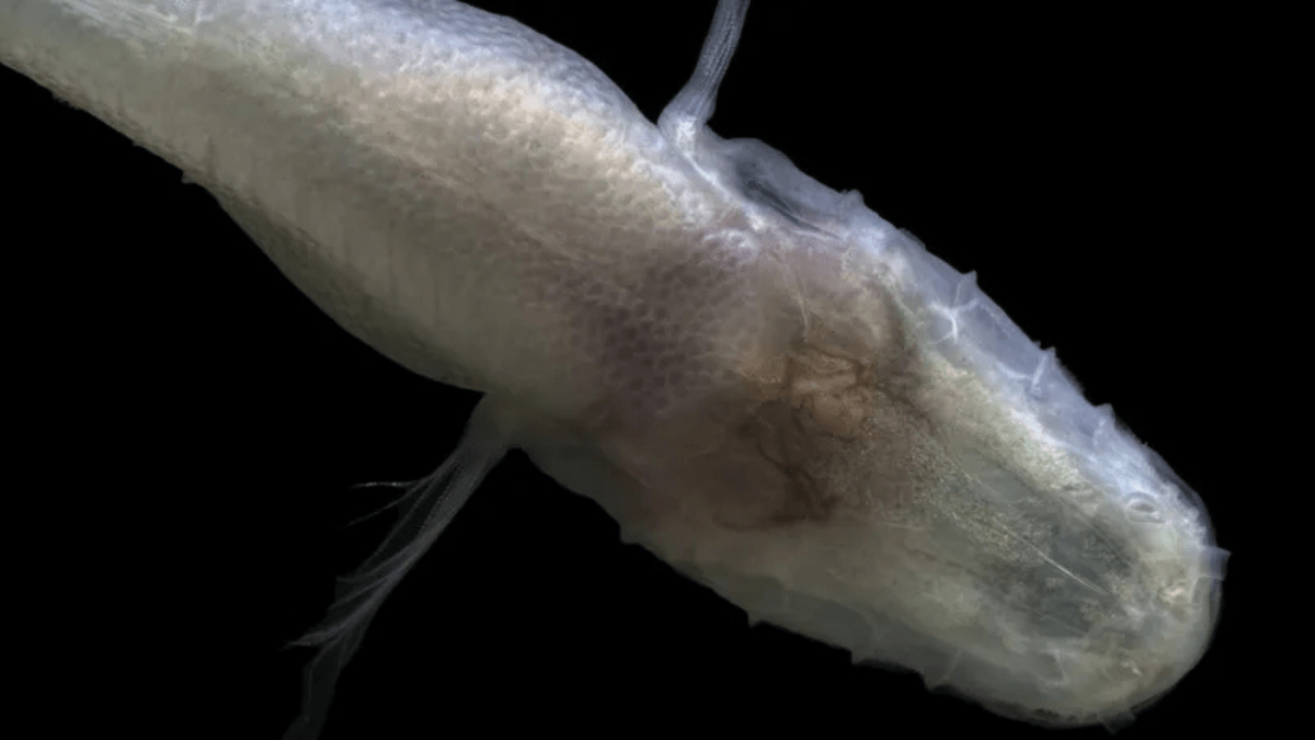 Cientista cai na lama e descobre peixe ‘ Demogorgon ‘ sem olhos por acaso