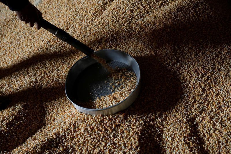 Colheita de milho em Mato Grosso atinge 78,92% da área, diz Imea