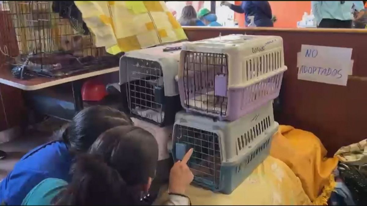 Como um McDonald’s virou hospital veterinário na Venezuela após terremotos