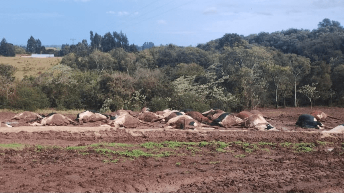 Descarga atmosférica mata mais de 30 vacas em Santa Catarina
