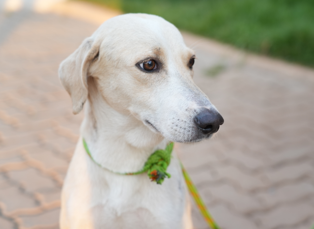 ESTAR - Cão que esperou tutor na porta de hospital é resgatado