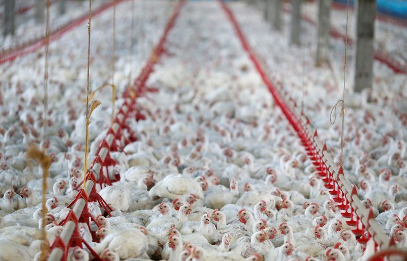 Filipinas registram foco de gripe aviária H5N1