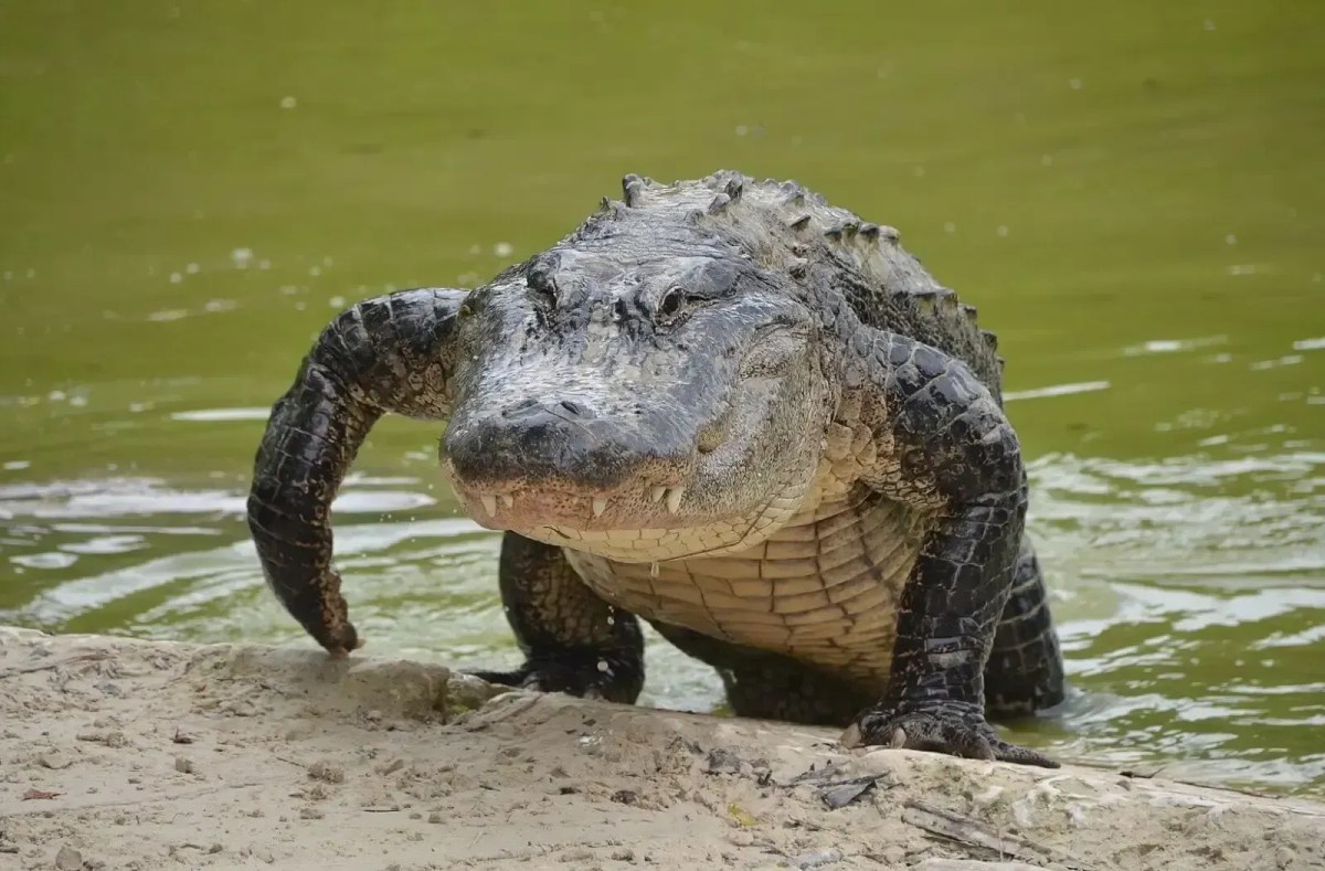 Menino de 11 anos tem mão amputada após ataque de jacaré nos EUA