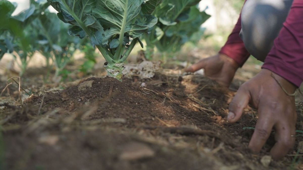 Mulheres, mudanças climáticas e seguro: conheça as prioridades do Pronaf