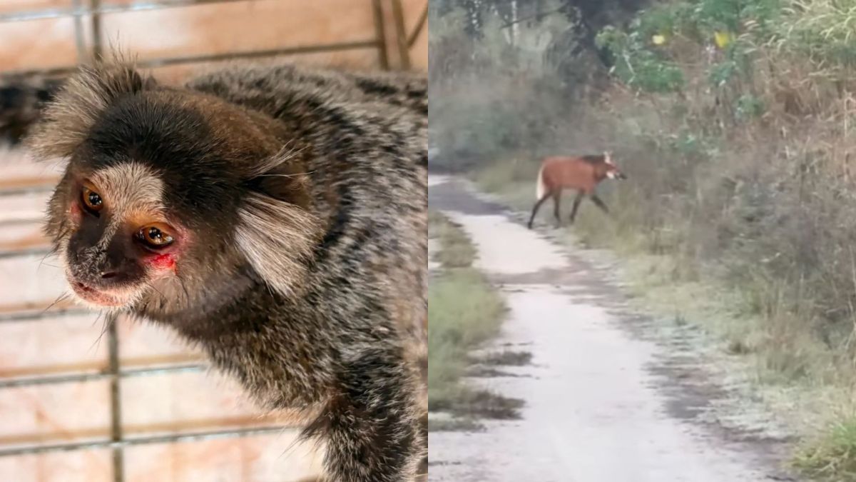Sagui é resgatado da fauna ferido, debilitado e com fome no Rio de Janeiro