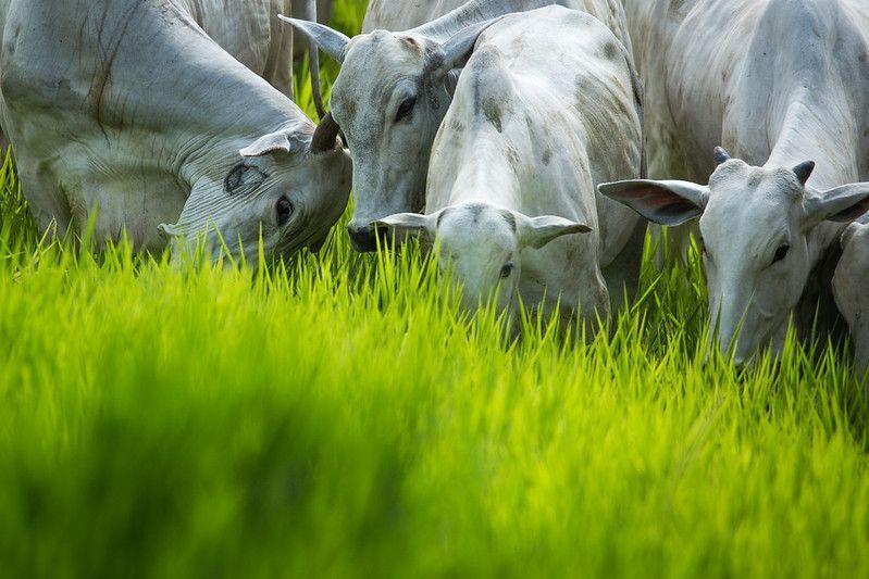 SRB reforça pressão do setor contra exigências da UE sobre antimicrobianos