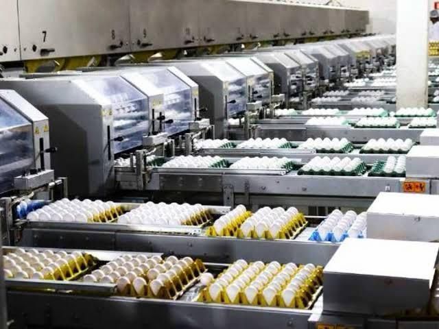 Surto de salmonela nos EUA leva a recall de 1,6 milhão de dúzias de ovos