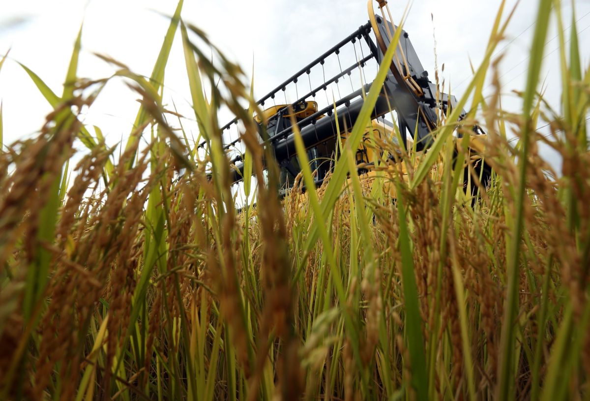 Tarifaço: Arroz, mel e etanol serão taxados por trabalho forçado