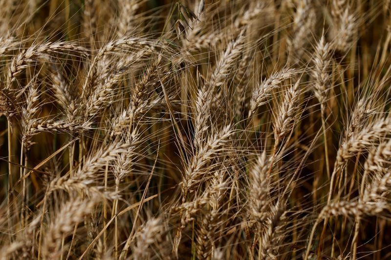 Trigo sobe mais de 4% em Chicago com temor sobre oferta global