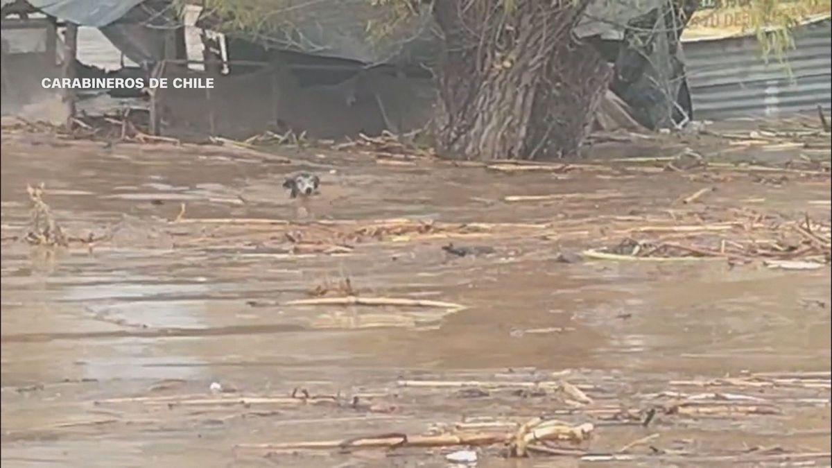 Vídeo: Cachorro enfrenta correnteza de enchente e é resgatado no Chile