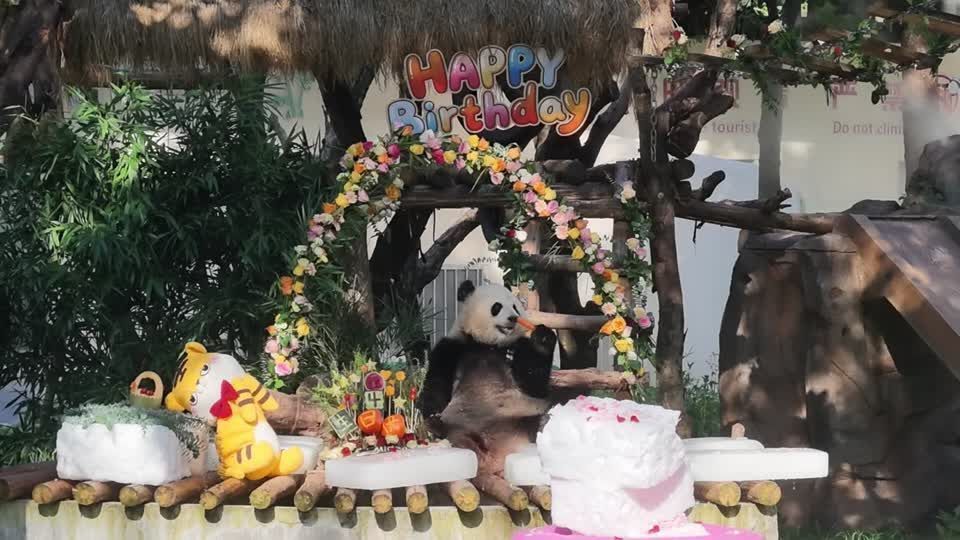 Vídeo: Pandas gêmeos marcam aniversário de 4 anos com bolo gigante na China