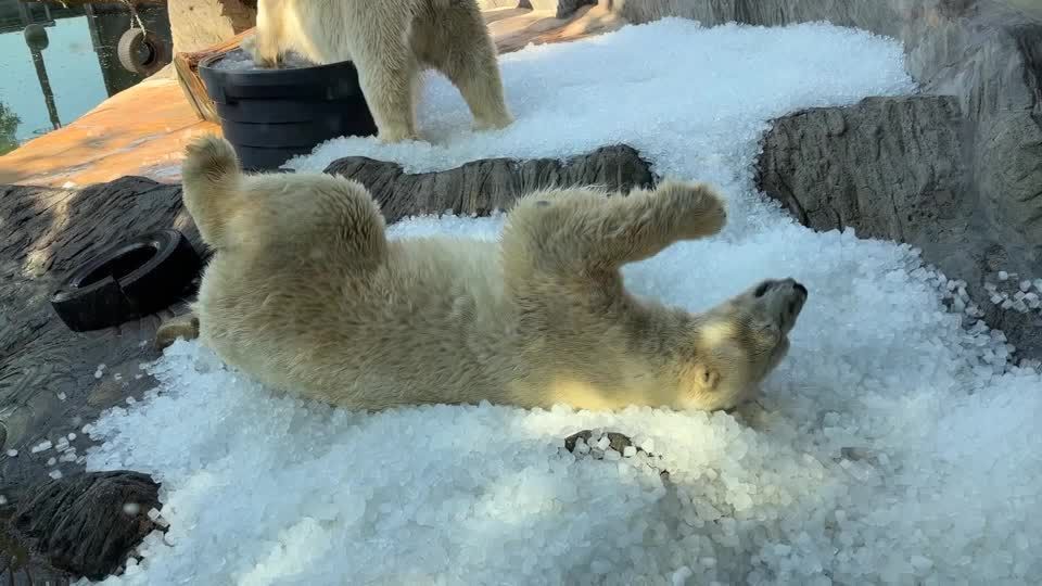 Vídeo: Ursos-polares se refrescam em meio a onda de calor na Tchéquia