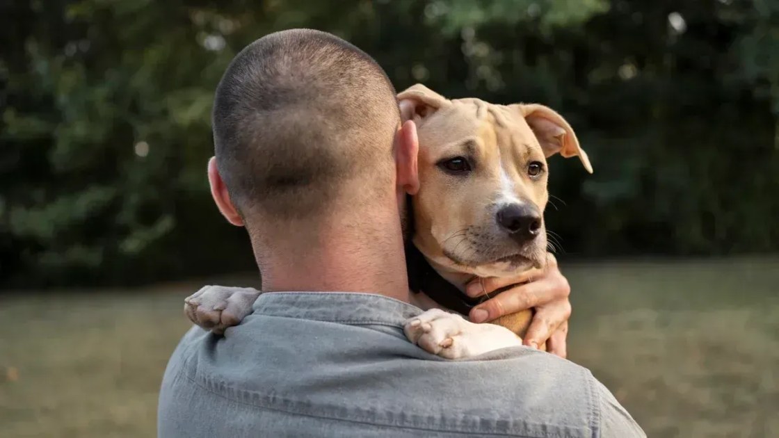 Antes de levar um cachorro para casa: quais são perguntas que você deve se fazer para não se arrepender? Entenda