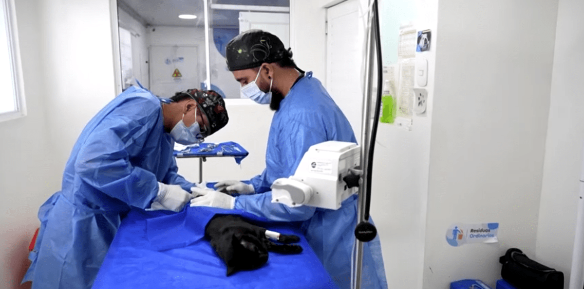 Atendimento veterinário gratuito é ampliado em Pereira, na Colômbia
