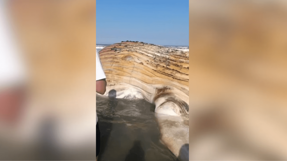 Baleia é encontrada morta na faixa de areia em praia de SP