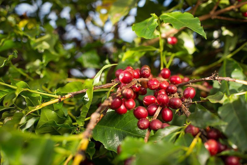 Café futuro recua quase 4% em Nova York com pressão da safra brasileira