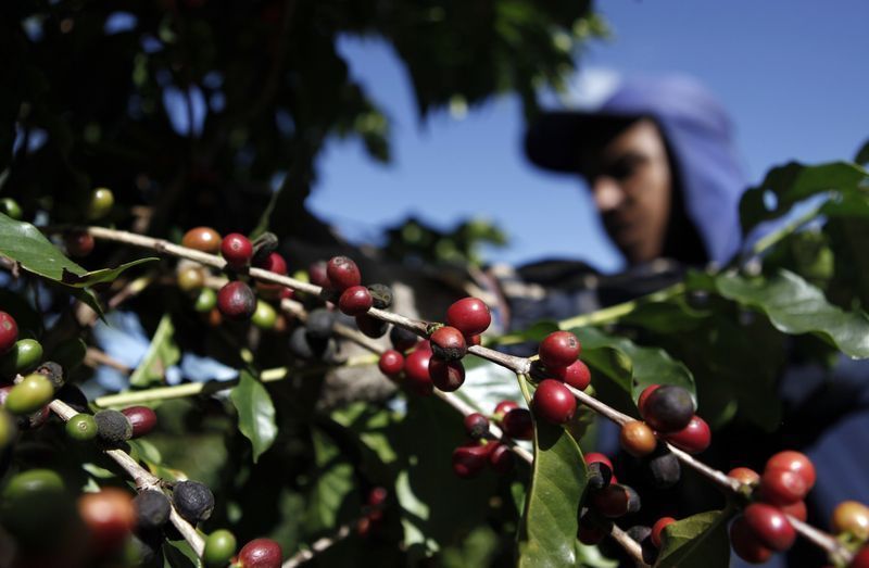 Colheita de café arábica avança para 74% no Cerrado Mineiro