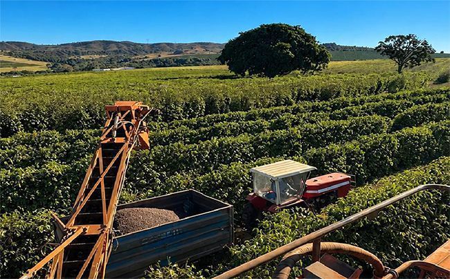 Em ritmo lento, colheita de café chega a 66% no Cerrado Mineiro