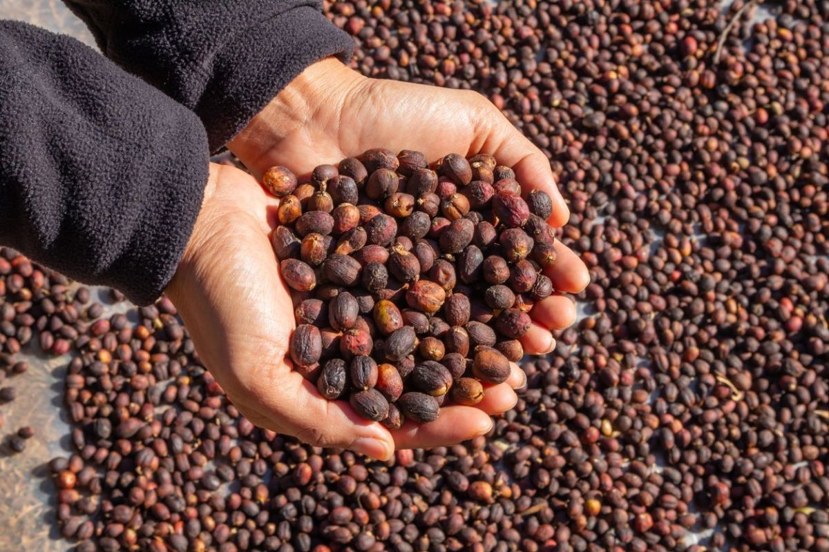 Espírito Santo testa gás natural na secagem de café em projeto inédito
