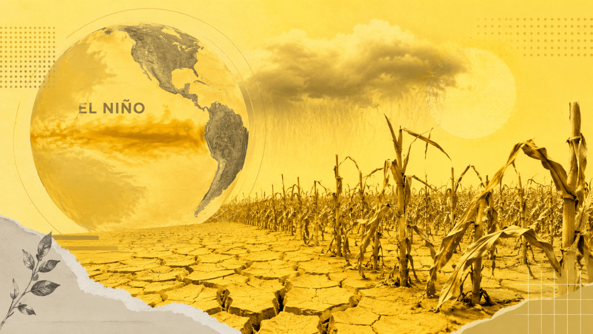 Estoques recordes e tecnologia amortecem impacto do El Niño