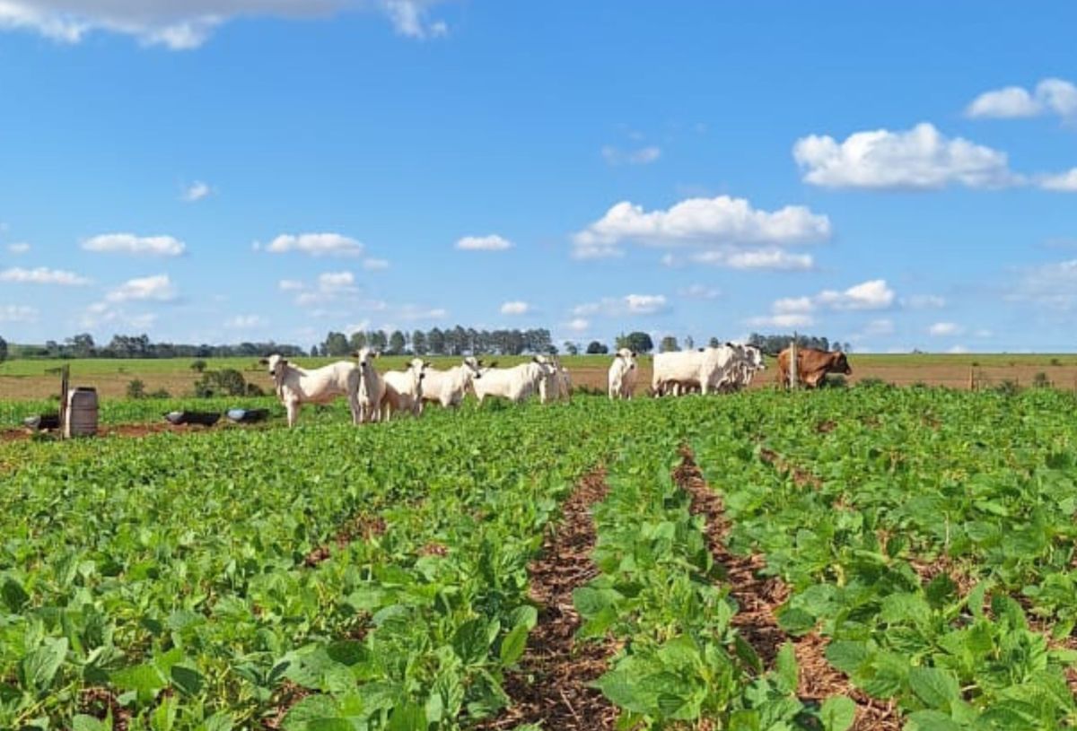Mercado de carbono amplia procura por inventários em propriedades rurais