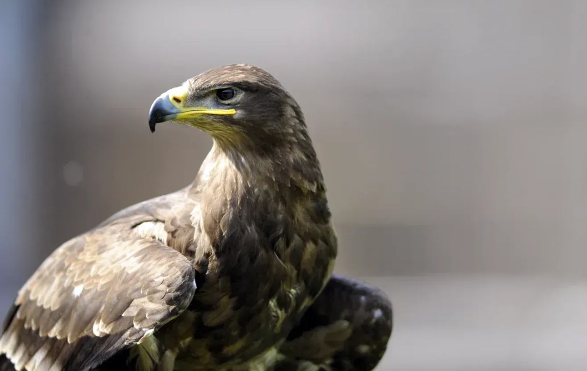 Milhares de águias morrem eletrocutadas todos os anos no Cazaquistão