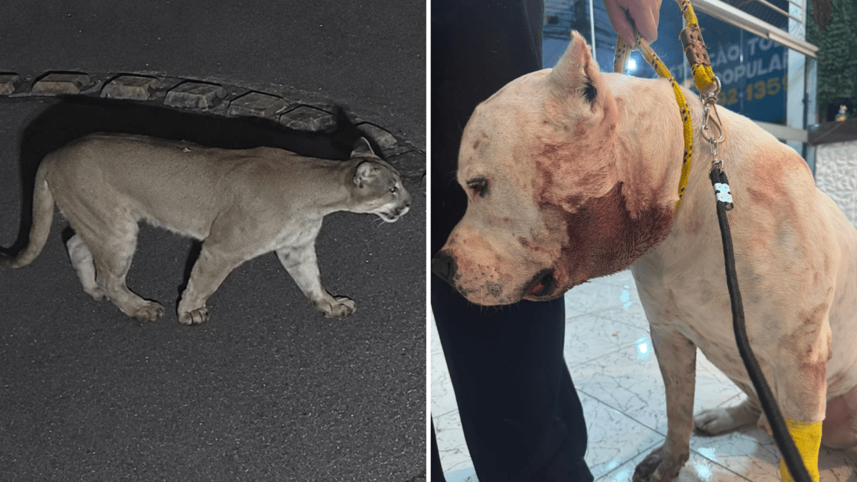 Onça-parda invade condomínio e ataca pitbull na zona Norte de SP